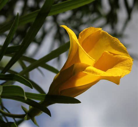 Yellow Bell Flower Free Stock Photo - Public Domain Pictures