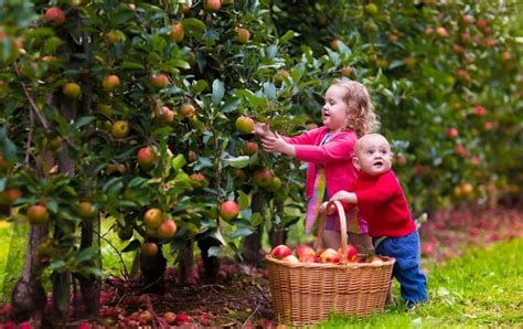 Pick Your Own Fruit Blue Mountains and Beyond: Discover these 11 Farms ...