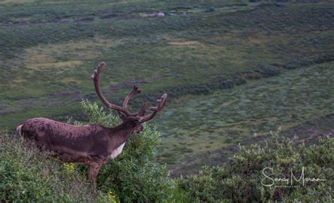 Denali Wilderness Wildlife – Wandering Under the Stars