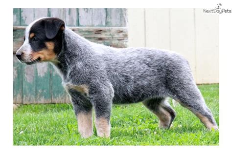 79+ Chow Blue Heeler Mix Puppies - l2sanpiero