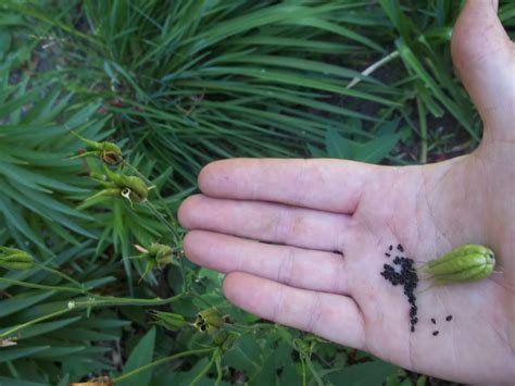 Collecting Columbine Seeds - urbantomato