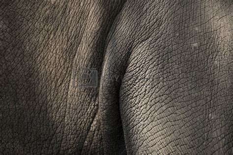 elephant skin texture by szefei Vectors & Illustrations with Unlimited Downloads - Yayimages