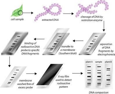 DNA FINGERPRINTING IN THE STANDARDIZATION OF HERBS AND NUTRACEUTICALS | SCQ