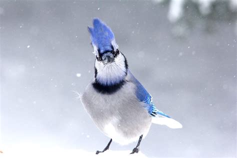 Wintry Wonders: 20 Birds to Look for in the Snowy Season - Birds and Blooms