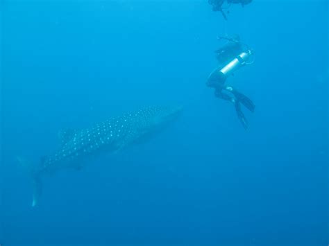 Whale Shark Logs Longest-Recorded Trans-Pacific Migration | Smithsonian ...