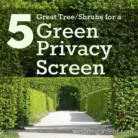 How to Create a Green Privacy Screen - Western Garden Centers