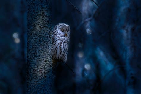 Nocturnal Birds » The Characteristics - Bird Buddy Blog