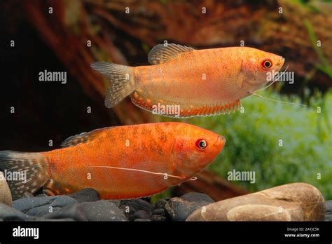 Three spot gourami (Trichogaster trichopterus), breeding form Rotgold ...