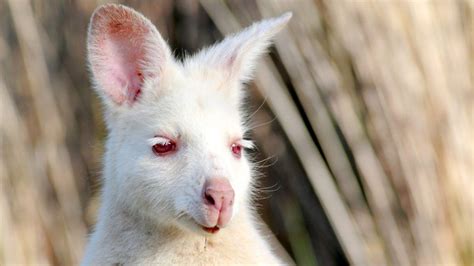 Albino Wallaby | Albino, Weird and wonderful, Tasmania