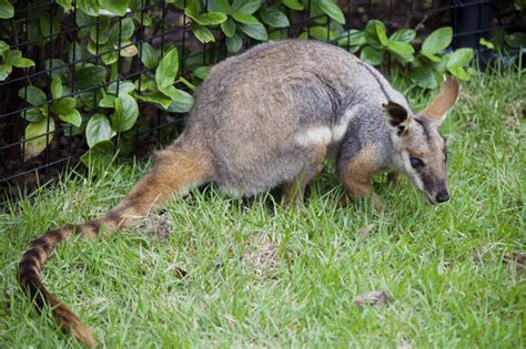 Yellow-Footed Rock Wallaby in Grass | ClipPix ETC: Educational Photos ...