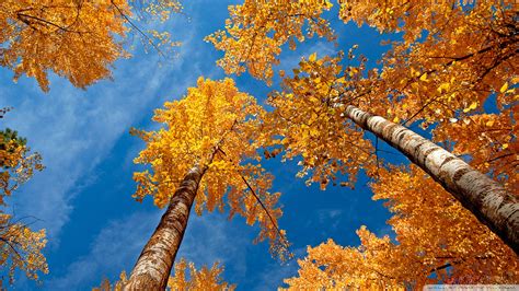 Download Fall Trees Wallpaper 1920x1080 | Wallpoper #439022