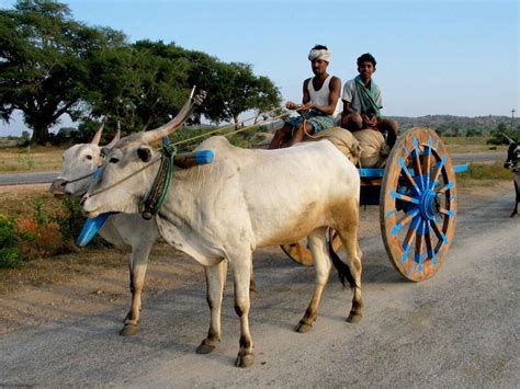 Dairy Farming: INDIAN BREEDS OF CATTLE