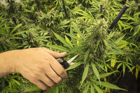 Pruning Cannabis Plants : The Basic | Sunwest Genetics