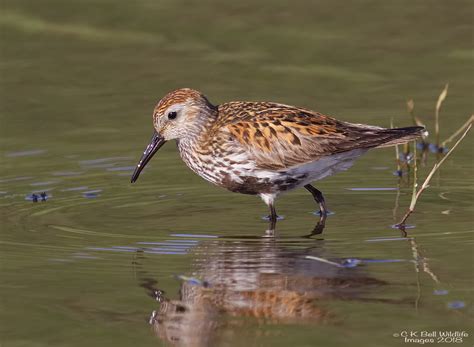 Dunlin... | Breeding plumage breeder up in the Lancashire Pe… | Flickr