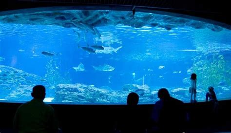 SEA LIFE Busan Aquarium - All You Need to Know BEFORE You Go (2024)