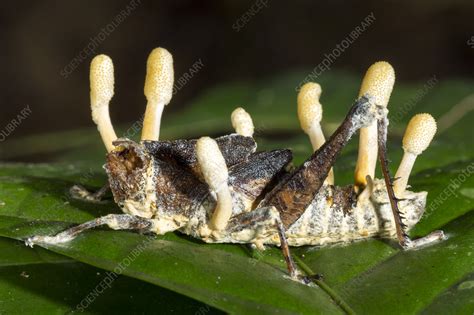 Cordyceps fungus - Stock Image - C028/1639 - Science Photo Library