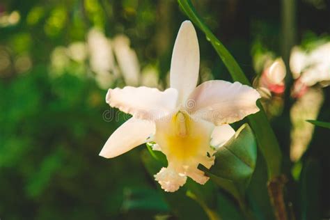 White Cattleya Orchids Flower with Leaves with Green Nature Background ...