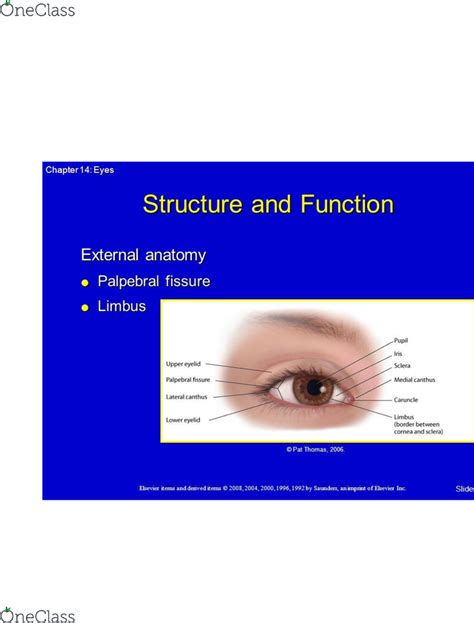 Upslanting Palpebral Fissures Images