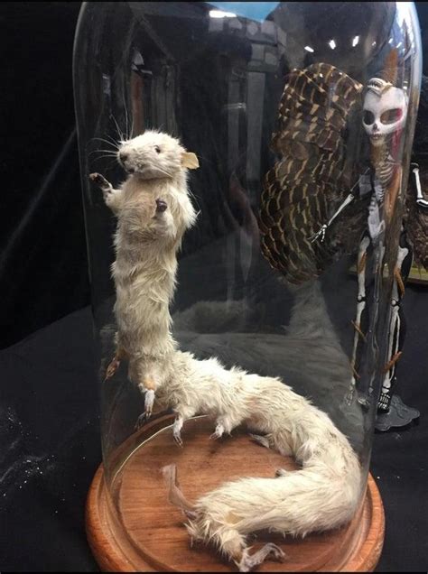 A Taxidermy Rat Centipede | WTF | Know Your Meme