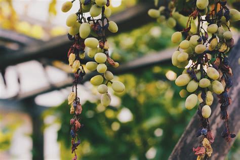 Green grapes, Grapes, Vine, Berries HD wallpaper | Wallpaper Flare