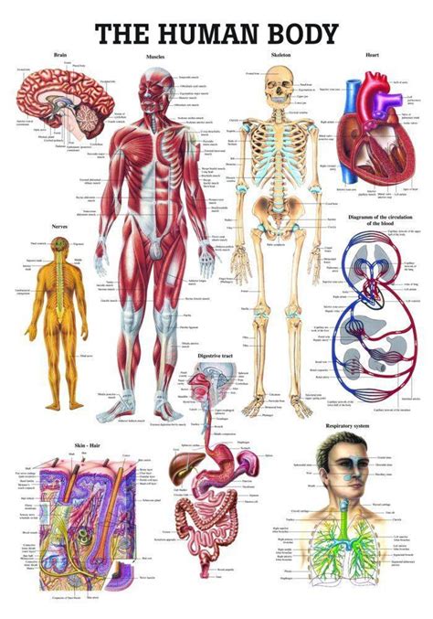 Rudiger Anatomie - The Human Body Laminated Anatomy Chart