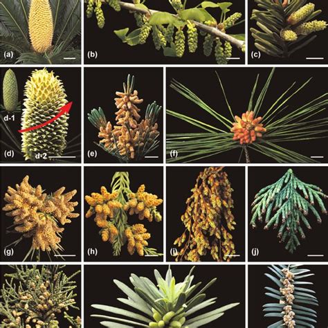 Behavior of different gymnosperm pollen in the PD. (A–C)Ginkgo biloba ...