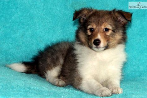 Adorable Sheltie Puppies for Sale - Find Your Perfect Companion