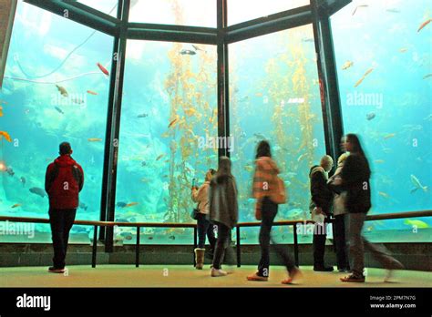 Kelp Forest, Monterey Bay Aquarium, Cannery Row, California, USA. The Monterey Bay Aquarium at ...