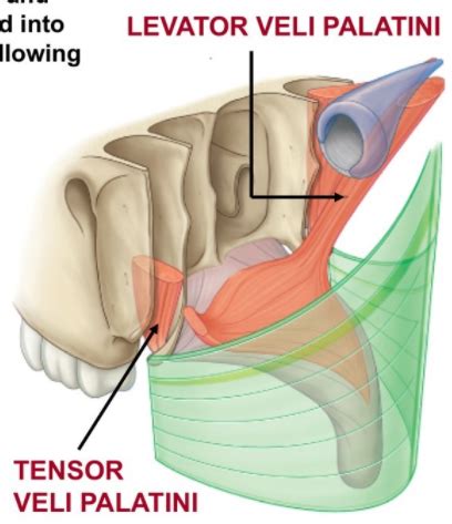 11. Muscles of the palate Flashcards | Quizlet