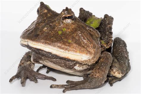 Amazonian Horned Frog (Ceratophrys cornuta) - Stock Image - C050/2931 ...