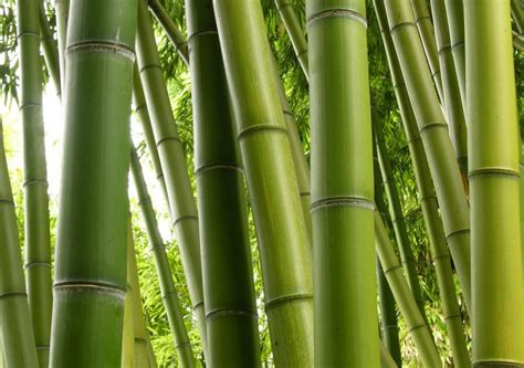 Margy's Musings: Bamboo