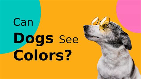 How Do Dogs Get Their Color