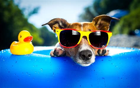 Funny Dog with Glasses | Dog with glasses, Funny dogs, Funny dog wallpaper