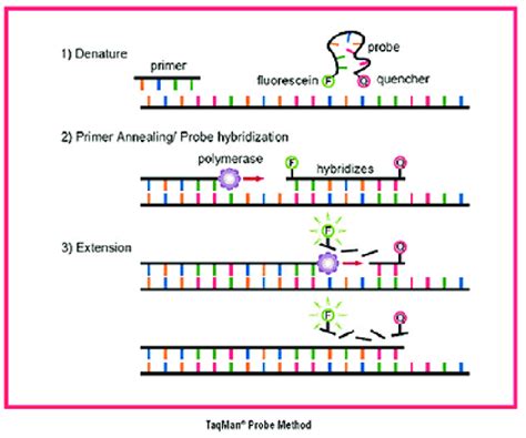 Real Time Pcr Diagram