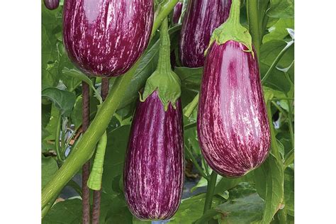 17 Eggplant Varieties You'll Want in Your Crop Mix - Growing Produce