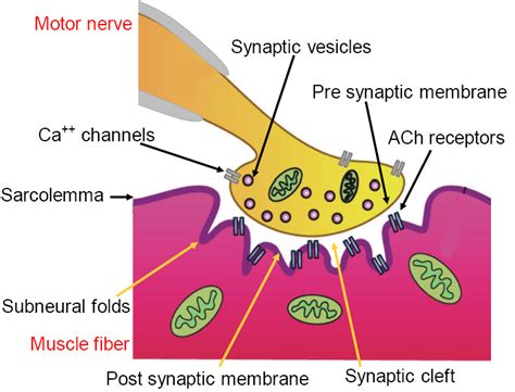 Neuromuscular Junction (NMJ) – howMed