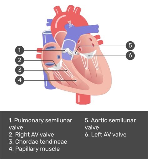 Atrioventricular Valve Function