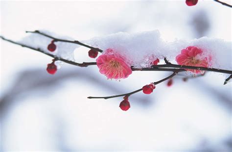 [100+] Winter Flowers Wallpapers | Wallpapers.com