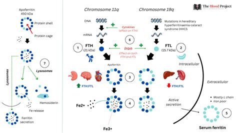 Ferritin Overview • The Blood Project