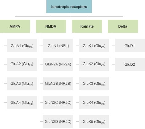 Ionotropic and metabotropic glutamate receptors | Abcam