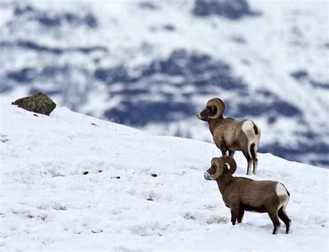 big-horn-sheep-in-snow - Wild Sheep Foundation Midwest Chapter