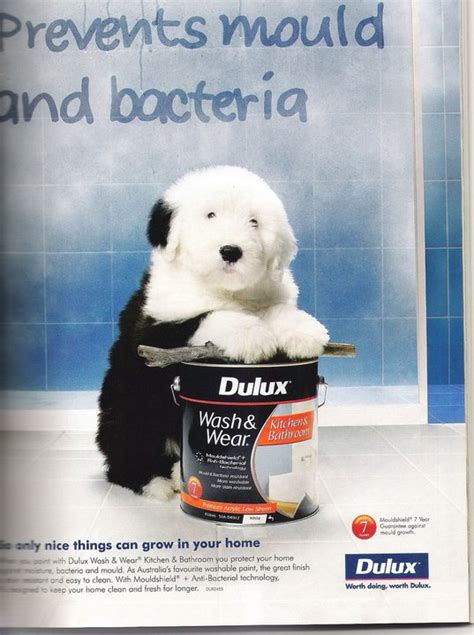 Dulux Paint Dog