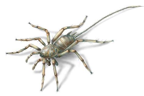 It is possible to make spiders creepier, ancient fossils in amber show - The Verge