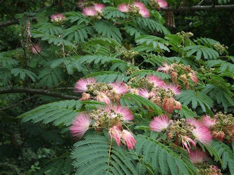 Dizzy's Wanderings & Wonderings: Mimosa Trees