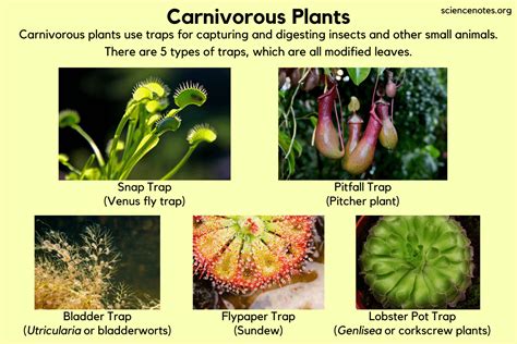 Carnivorous Plants