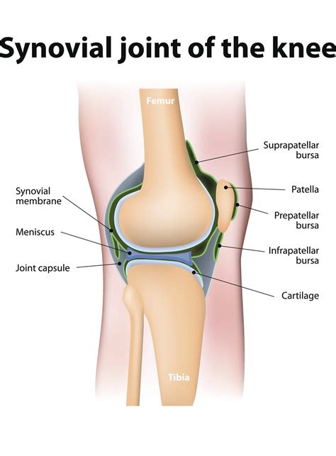 Synovial Knee Joint Diagram