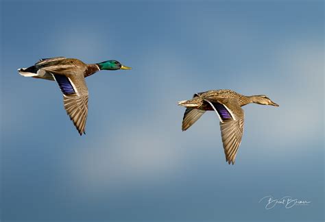 Wildlife Photography - Brent Bremer Photography