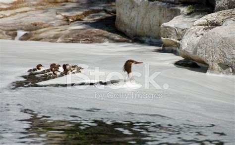 Common Merganser Duck With Ducklings Stock Photo | Royalty-Free | FreeImages