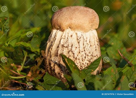 Closeup of Edible Mushroom on Green Grass Stock Photo - Image of ...