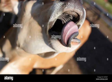 Cow tongue hi-res stock photography and images - Alamy